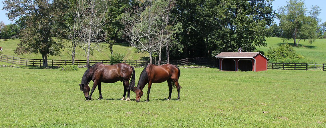horses-in-a-pasture